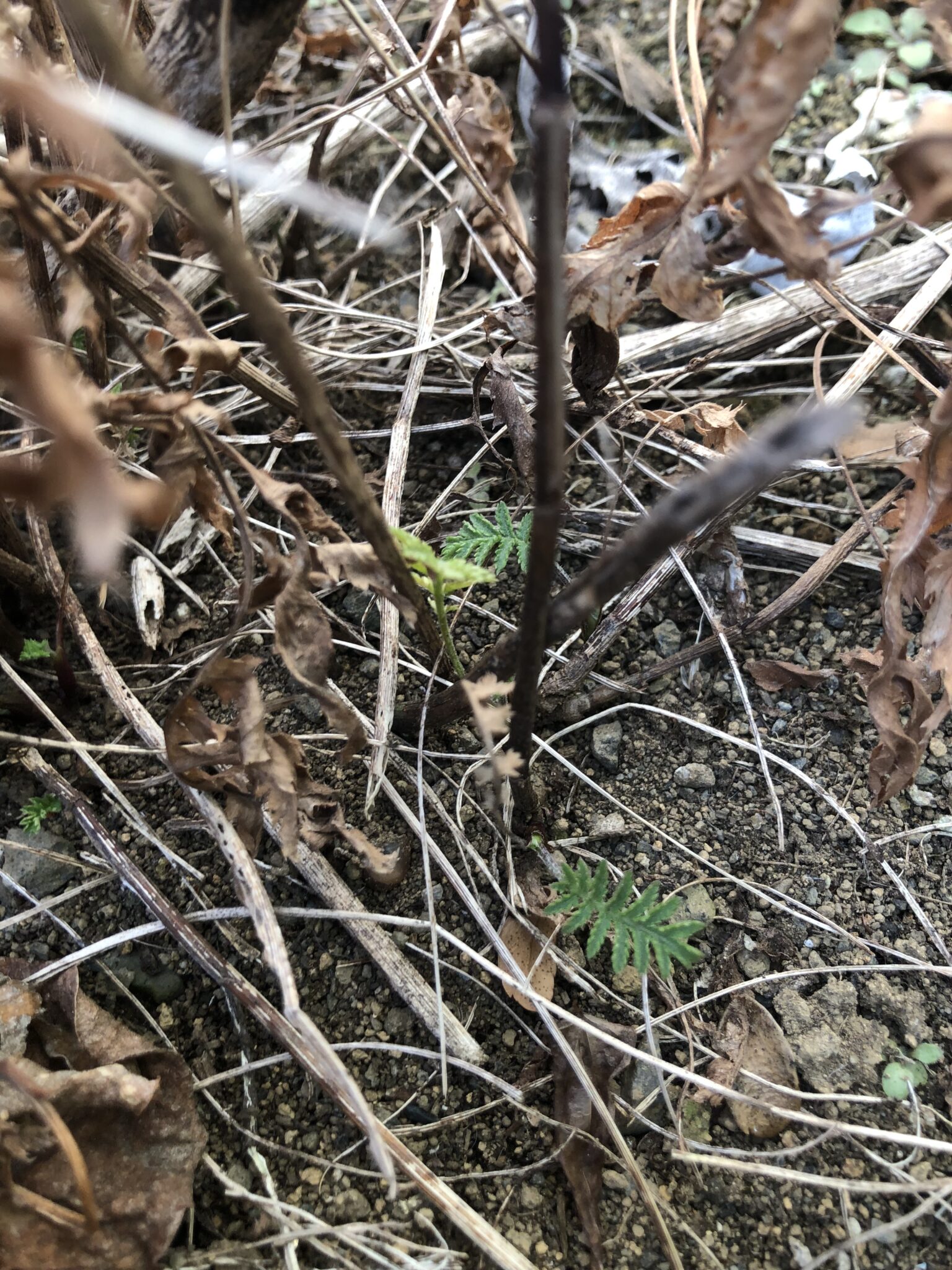タンジー冬を越す – Naturelog